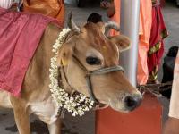 Mahashivaratri Utsava 2026 at Karkala: Swagat Sabha (12 Feb 2026) Pictures Courtesy of Shri Arun Kailaje